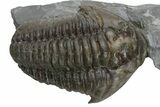 Flexicalymene Meeki Trilobite - Monroe, Ohio #224893-2